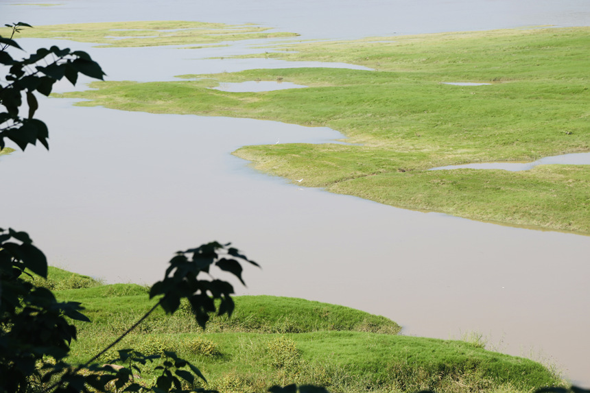 長江邊長滿了綠油油的嫩草。楊孝永攝