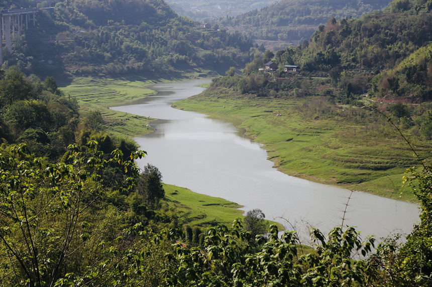長江支流梨香溪兩岸長滿了綠油油的嫩草。楊孝永攝