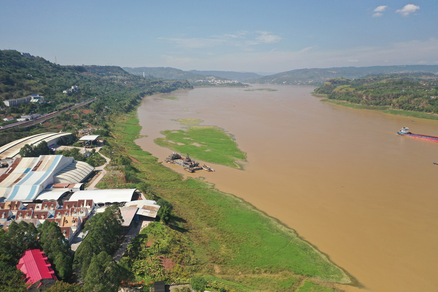 長江邊長滿了綠油油的嫩草。楊孝永攝