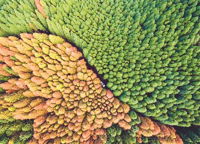 山王坪喀斯特國家生態公園實施石漠化治理，依托地形種植水杉和柳杉，在秋季形成了“春秋同框”的彩林景觀。攝/汪新