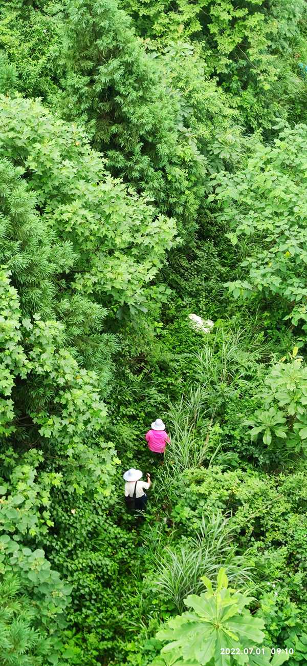 《林間》。7月1日，重慶一三六地質隊地質災害工程技術人員行走在武隆區白馬鎮的山林間，對天燃氣管線進行地質災害隱患排查工作。吳煥勇攝