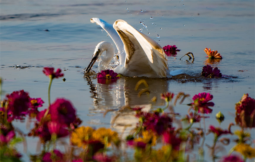 白鷺、江水、鮮花等構成了一幅和諧美麗的生態畫卷。侯本艷攝