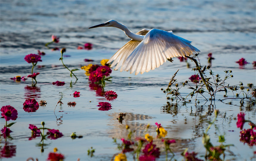 白鷺、江水、鮮花等構成了一幅和諧美麗的生態畫卷。侯本艷攝
