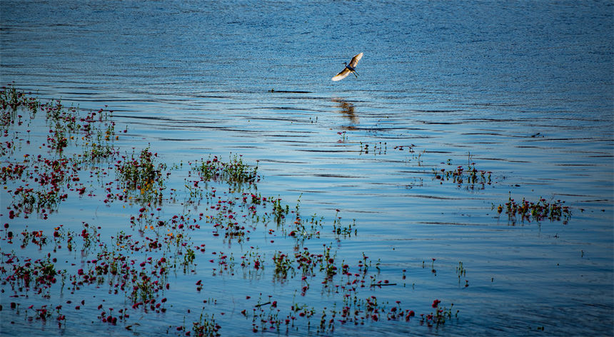 重慶市萬州區紅沙磧濱水生態公園，白鷺在花叢中覓食。侯本艷攝