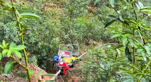 單軌運輸車穿行在花椒林間。成蓉攝