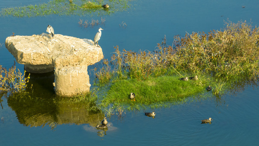豐都縣打造的消落帶綠色生態長廊。劉先華攝
