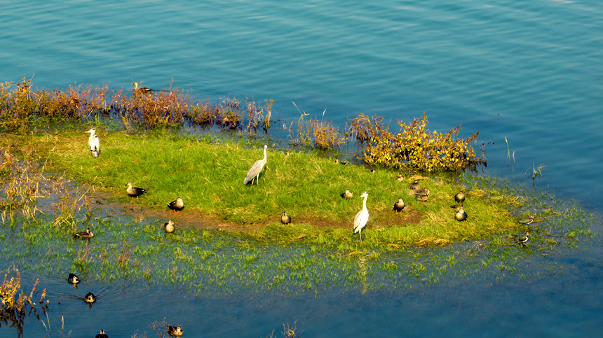 濕地草叢成了眾多鳥類的棲息地。劉先華攝