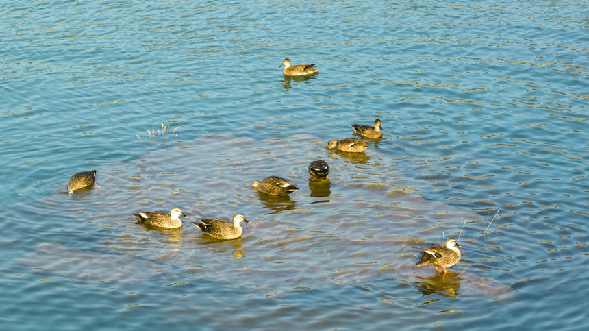 野鴨在水中暢快嬉戲。劉先華攝