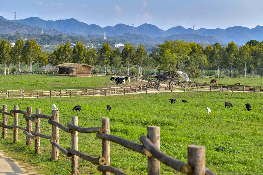 秋色迷人的重慶廣陽島。崔景印攝