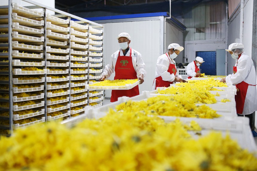 村民正在處理金絲皇菊。楊敏攝