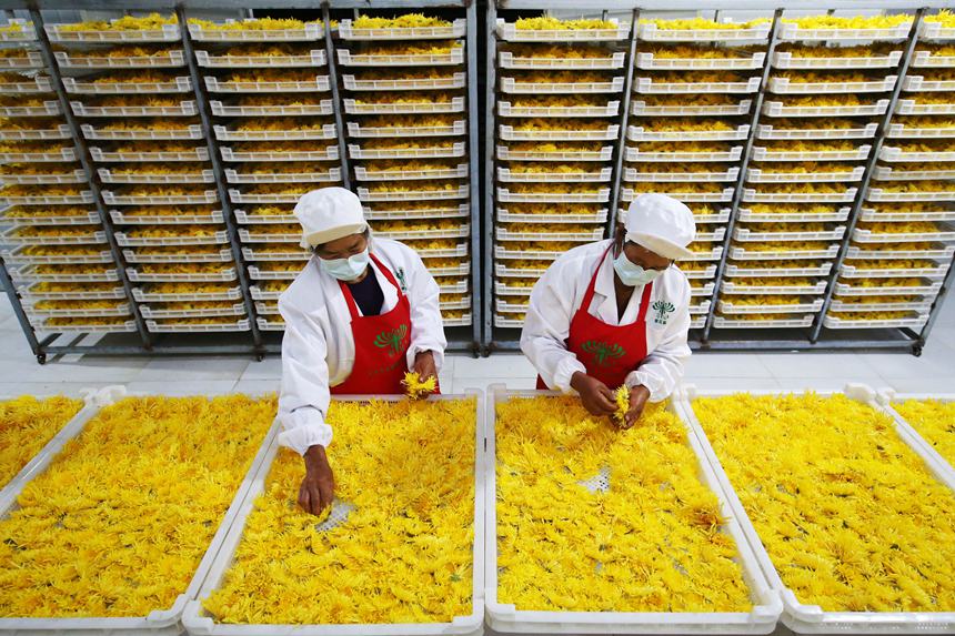 村民正在處理金絲皇菊。楊敏攝