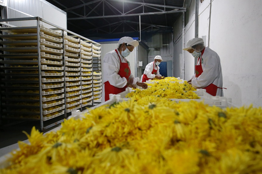 村民正在處理金絲皇菊。楊敏攝