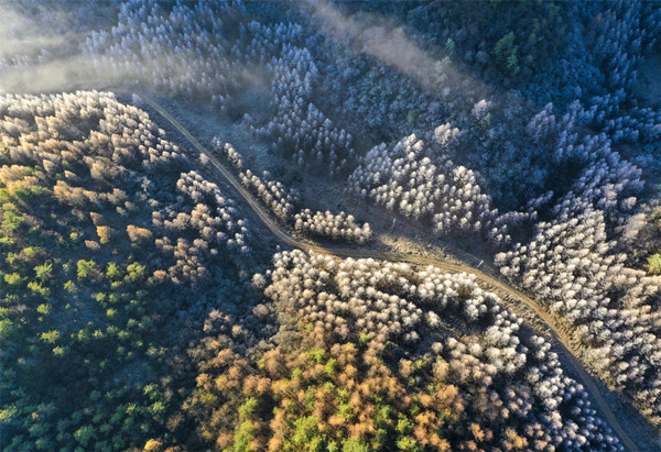 紅池壩霧凇。王強攝
