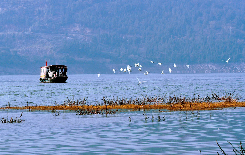 又是一年遷徙季，重慶巫山大昌湖國家濕地公園迎來了大批候鳥。盧先慶攝