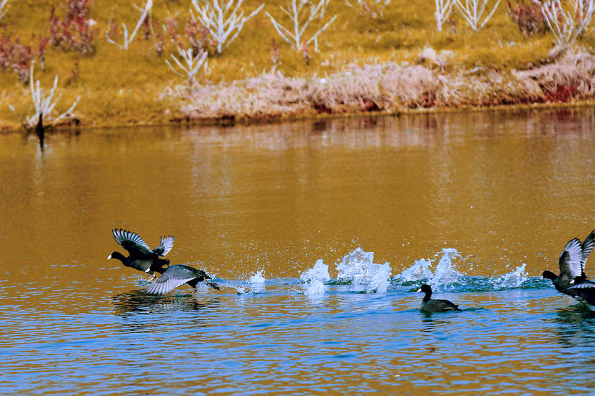 候鳥們或結伴而行，或分頭捕食。盧先慶攝