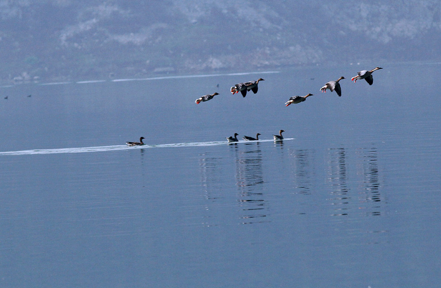 鳥兒們在濕地公園里展翅飛翔。盧先慶攝