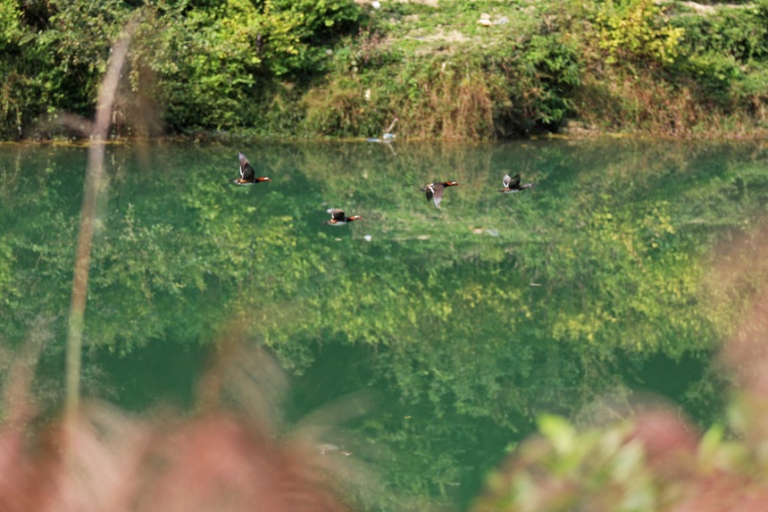 展翅的鴛鴦與綠水青山相映成趣。趙勇攝