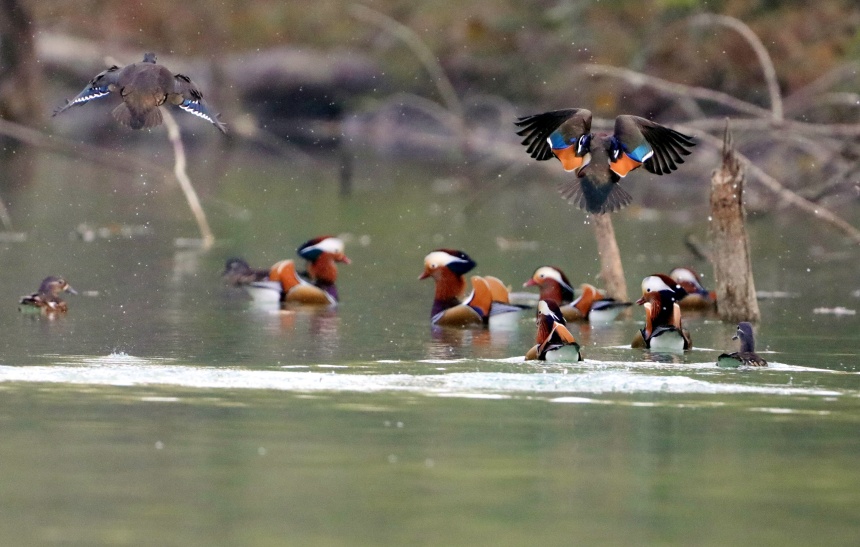 鴛鴦正在水面覓食、戲水。黃智宇攝