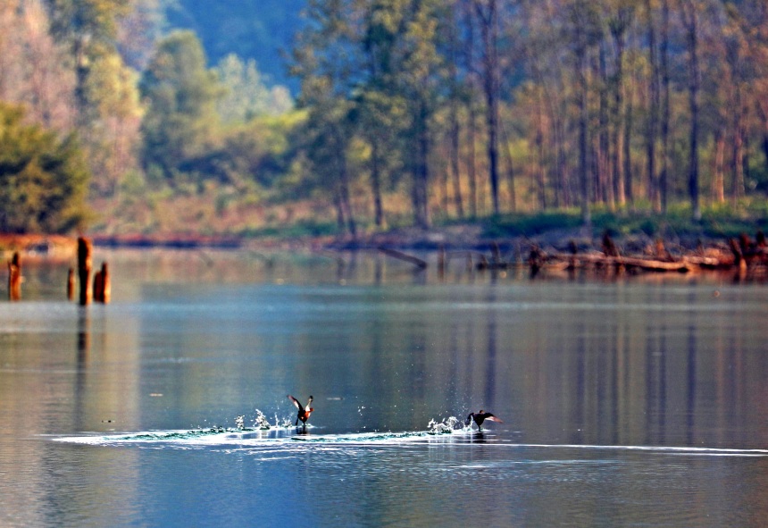 良好的自然生態環境為野生動物生存棲息創造了天然居所。趙勇攝