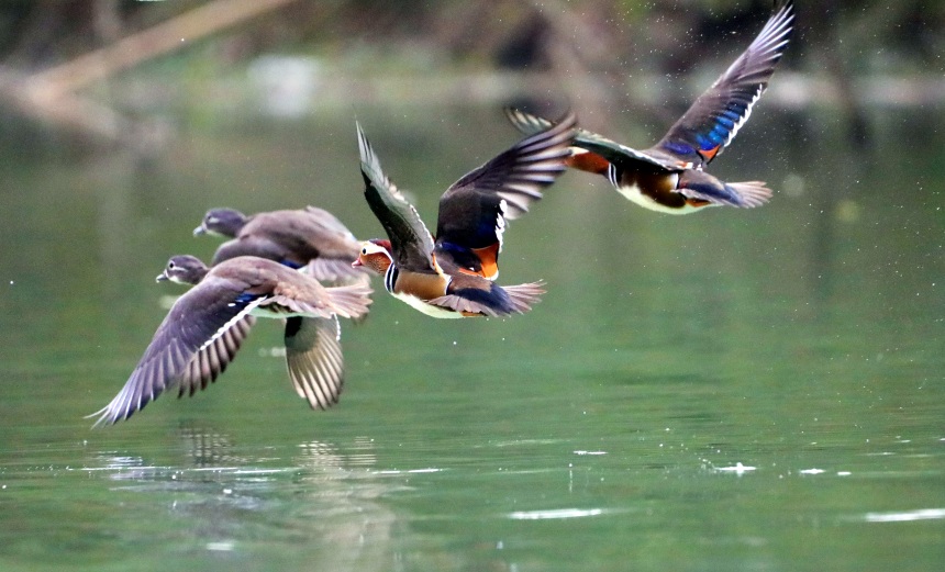 鴛鴦正在水面覓食、戲水。黃智宇攝