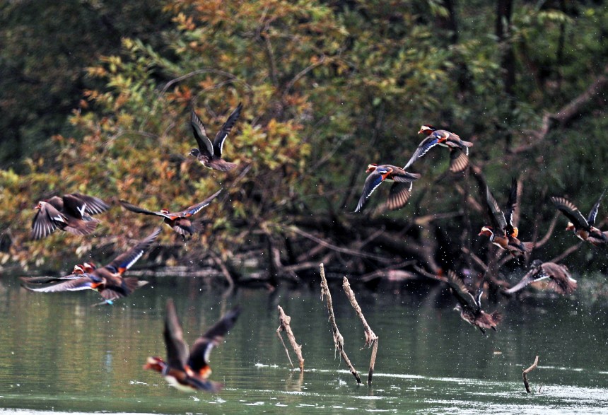 展翅的鴛鴦與綠水青山相映成趣。趙勇攝