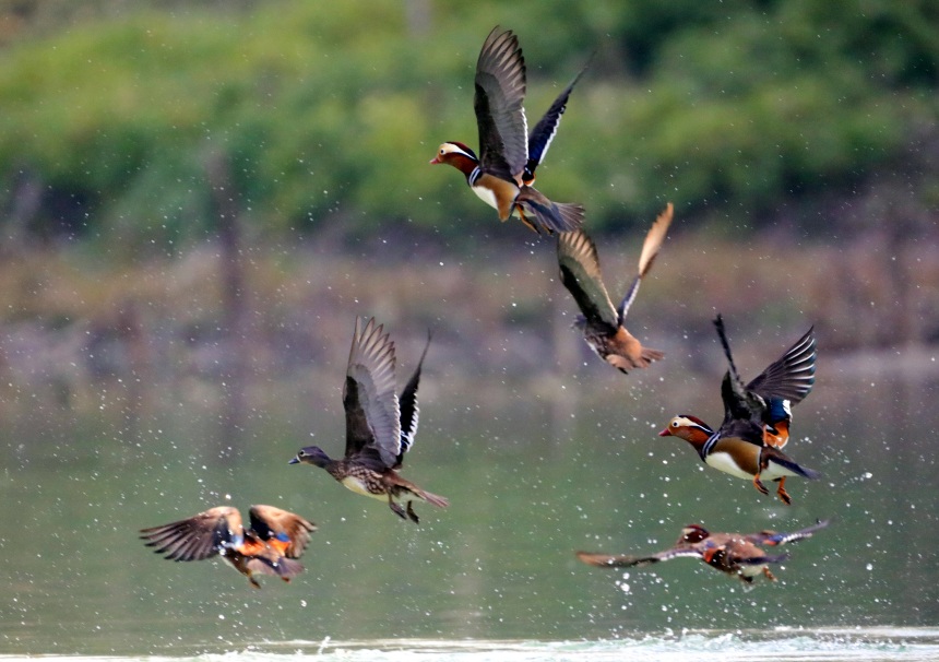 鴛鴦正在水面覓食、戲水。黃智宇攝