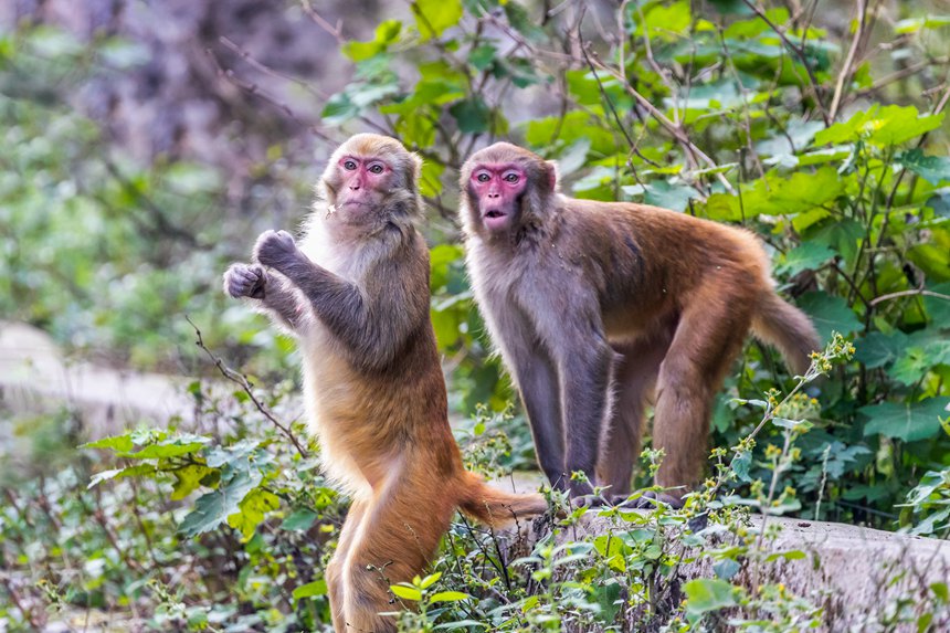 金佛山北坡景區內的野生獼猴。瞿明斌攝
