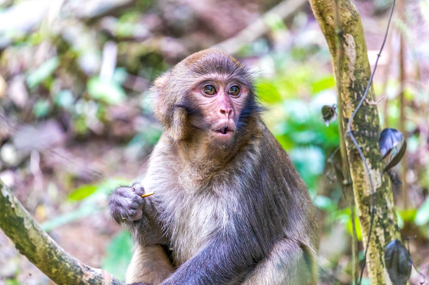 金佛山北坡景區內的野生獼猴。瞿明斌攝
