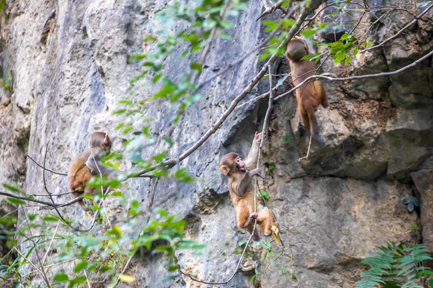野生獼猴正在峭壁上玩耍。瞿明斌攝