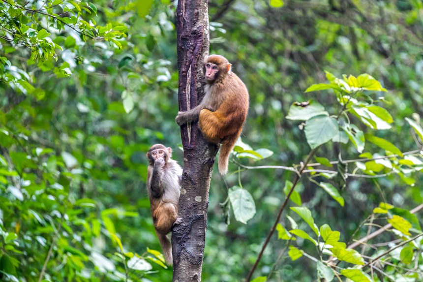 野生獼猴正在樹叢中玩耍。瞿明斌攝