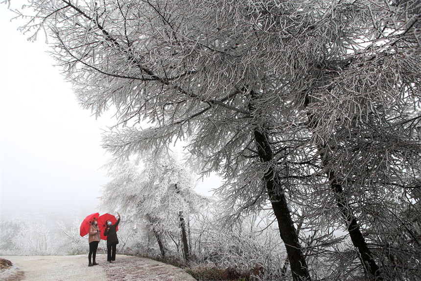 行人在重慶市黔江國家森林公園馬喇鎮灰千梁子景區觀賞霧凇。 楊敏攝
