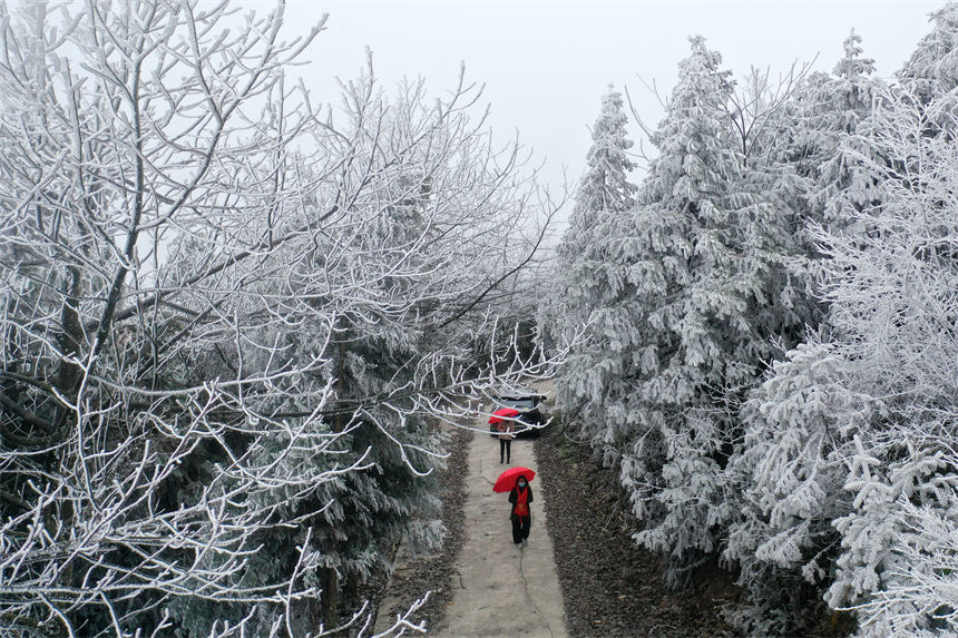 冰晶玉樹宛如仙境的霧凇景觀吸引游人觀賞拍照。楊敏攝