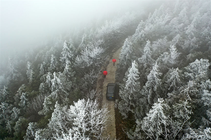 游人從綠葉與樹枝的交錯中，緩緩駛入了童話般的霧凇世界。楊敏攝
