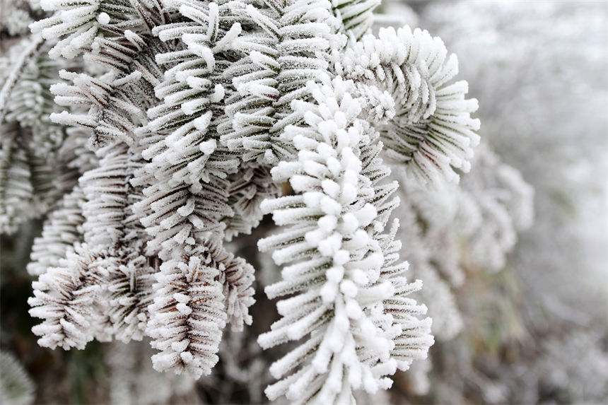 松枝上晶瑩剔透的霧凇，猶如瓊花盛開。楊敏攝