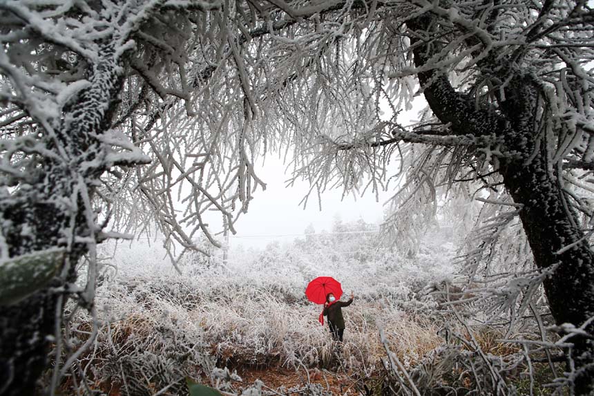 冰晶玉樹宛如仙境的霧凇景觀吸引游人觀賞拍照。楊敏攝