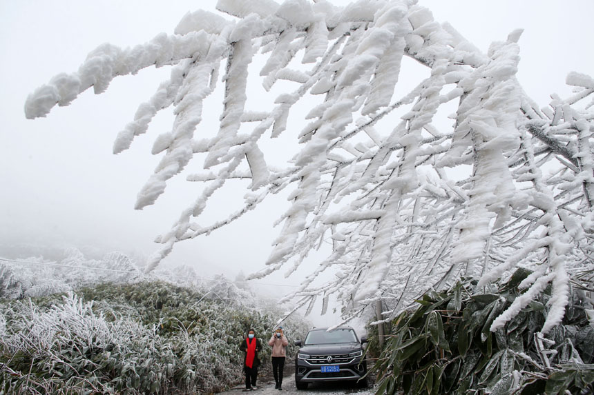 行人在重慶市黔江國家森林公園馬喇鎮灰千梁子景區觀賞霧凇。楊敏攝