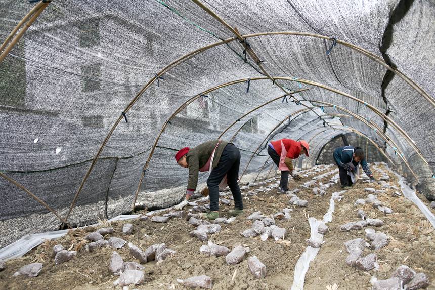 村民在擺放羊肚菌營養包。楊敏攝