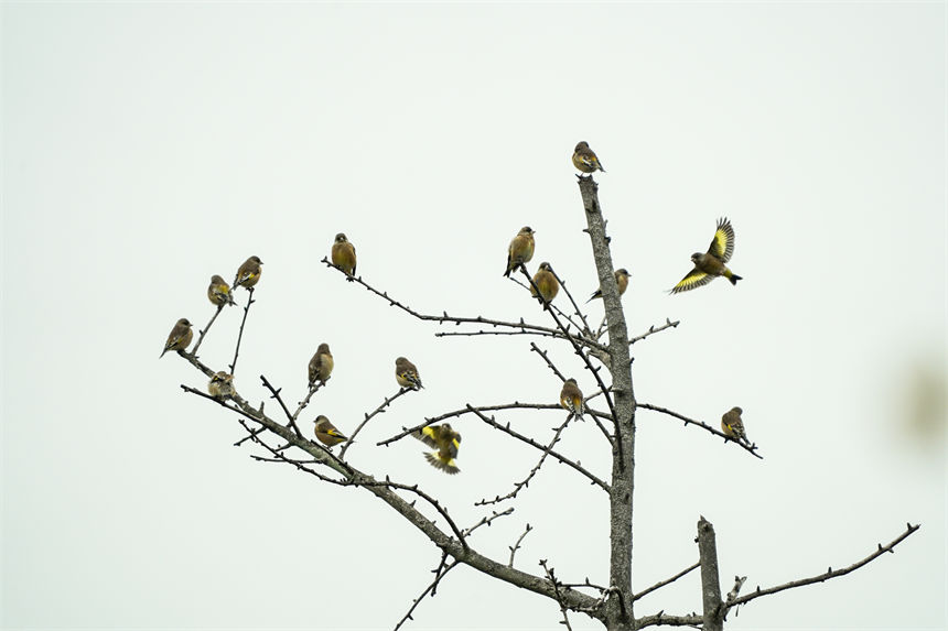 候鳥棲息枝頭。郭旭攝
