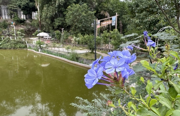 村莊環境變美。界石鎮供圖