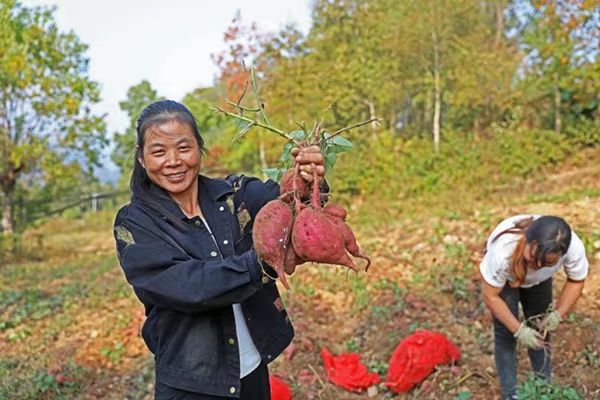 村民正在紅薯種植基地忙碌著采挖紅薯。趙勇攝