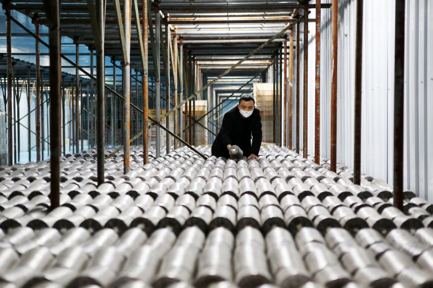 黔江區石會鎮食用菌種植基地，技術員在觀察黑木耳全桑枝菌棒的菌絲生長情況。楊敏攝