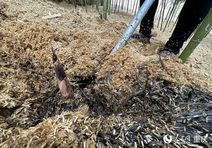 經覆蓋后提前2個月出土的雷竹筍。人民網 劉政寧攝