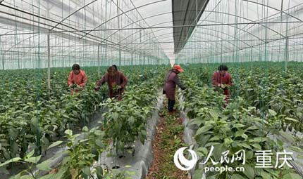                                           大棚里忙采摘 “四朵金花”笑開顏                            陳琦 黃亞輝 2023年01月17日                             一場寒潮，凍得人跺腳搓手。在重慶市銅梁區侶俸鎮保鄉村，村民蒯代蘭、劉?，n、劉詩碧、王永芳，背著背篼往“巴岳農莊”設施蔬菜科技園走，聊收成、算收入、談年貨，5分鐘的路程歡笑不斷。                【詳細】                           