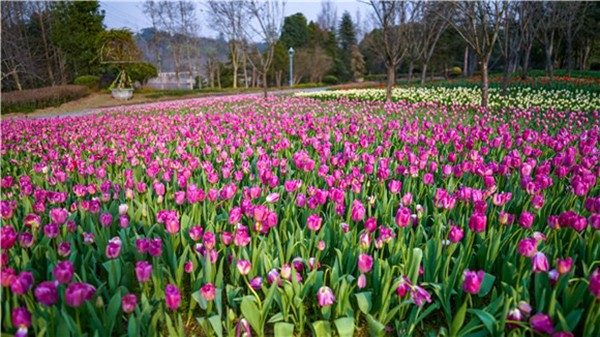 長壽湖第一批郁金香綻放。許林攝