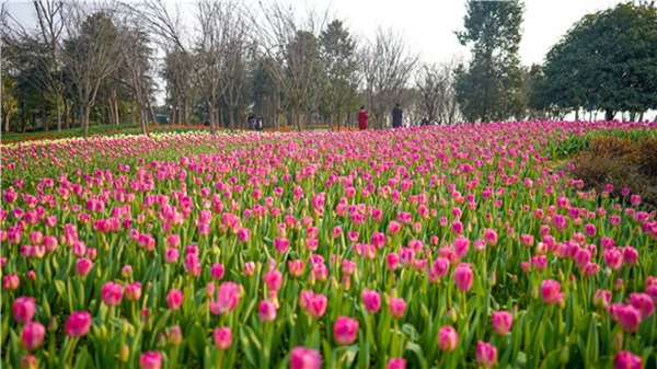 長壽湖郁金香盛開。許林攝