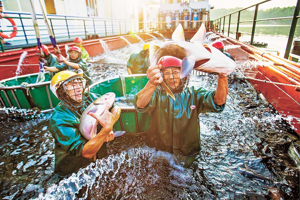 長壽湖，漁業工人正在進行捕魚作業。劉福英 攝/視覺重慶