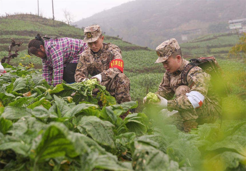 2月9日，在重慶涪陵區百勝鎮齊曲村，武警重慶總隊執勤第四支隊官兵正在幫助村民搶收青菜頭。李易聰攝