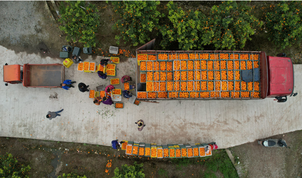 火紅“燈籠”掛林間，村民采摘忙不停。譚艷波攝