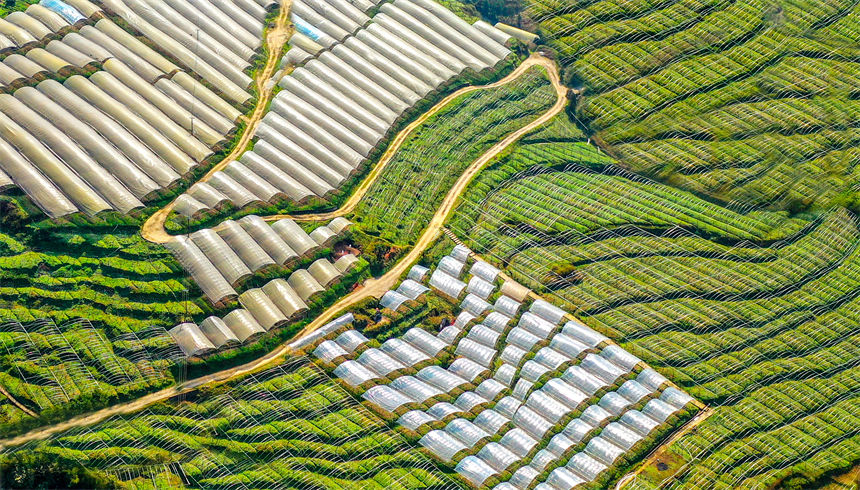 俯瞰重慶萬盛經開區黑山鎮南門村大棚獼猴桃、瓜果基地。曹永龍攝