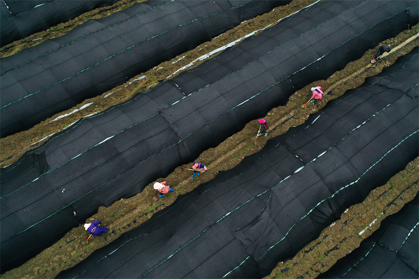 重慶市黔江區馬喇鎮杉樹村村民在羊肚菌種植基地疏浚水溝。楊敏攝